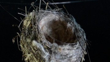 Ketika Alam Menulis Ulang Kisah: Sarang Burung dari Serat Optik Drone di Garis Depan Ukraina