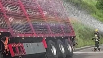 Ketika Ratusan Nyawa Terjebak: Pelajaran Berharga dari Insiden Truk Babi di China untuk Logistik Modern