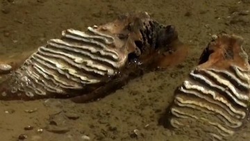 Ketika Alam Berbicara: Mengapa Penemuan Fosil Mammoth Purba di Bulgaria Mengguncang Perspektif Kita tentang Masa Depan?