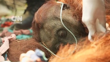 Melampaui Kabut Asap: Kisah Sampurna, Karhutla, dan Peran Krusial Teknologi di Jantung Kalimantan
